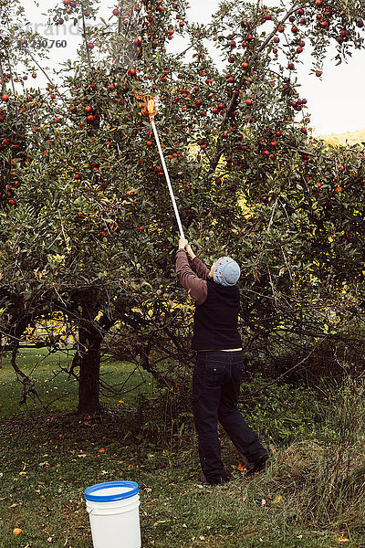 Frau pflückt Äpfel vom Baum mit einem Obstpflücker  Rückansicht