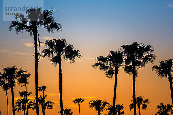 Silhouettierte Palmen im goldenen Sonnenuntergang  Encinitas  Kalifornien  USA