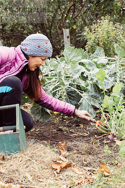 Frau benutzt kleine Gartengabel zum Ausgraben von Gemüse im Garten