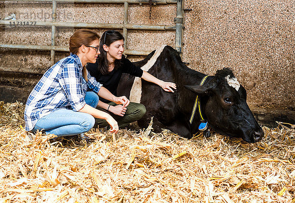Bäuerinnen versorgen kranke Kühe in Bio-Milchviehbetrieb