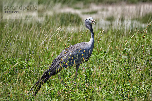 Blauer Kranich  Anthropoides paradisea  Etosha Wildlife Park  Republik Namibia  Afrika