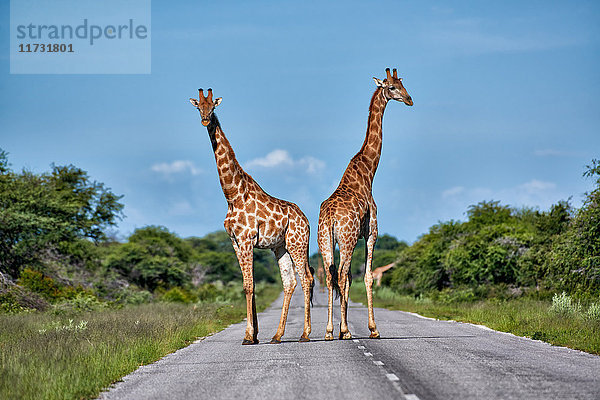 Angolanische Giraffen  Giraffa giraffa angolensis  Etosha Wildlife Park  Republik Namibia  Afrika