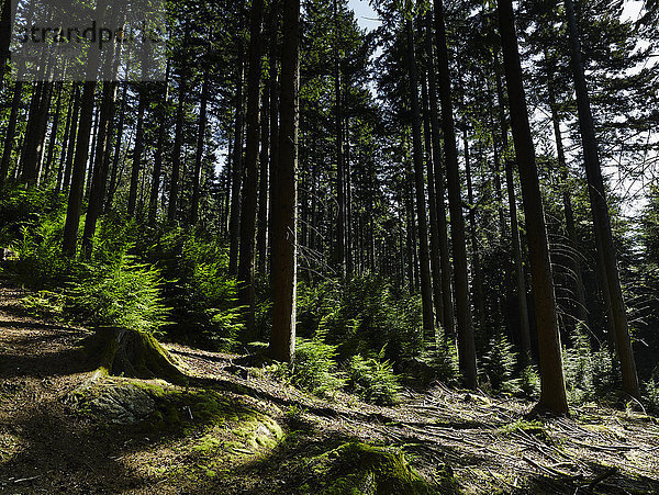 Wald  Betws-y-coed  Snowdonia  Wales