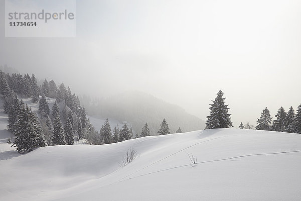 Erhöhte Ansicht von schneebedeckten Bäumen im Nebel  Brauneck  Lengries  Bayern  Deutschland