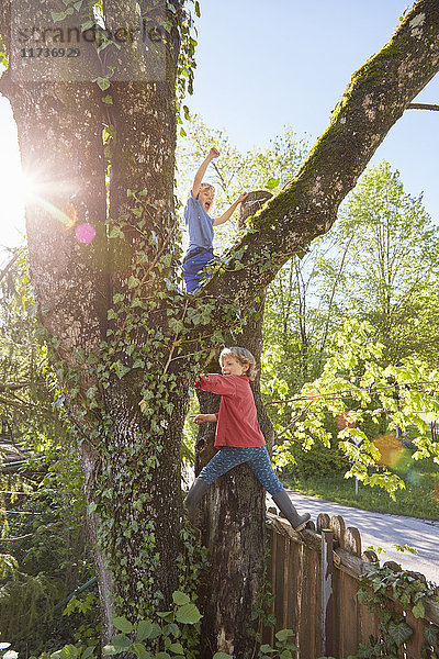 Zwei kleine Jungen klettern auf einen Baum