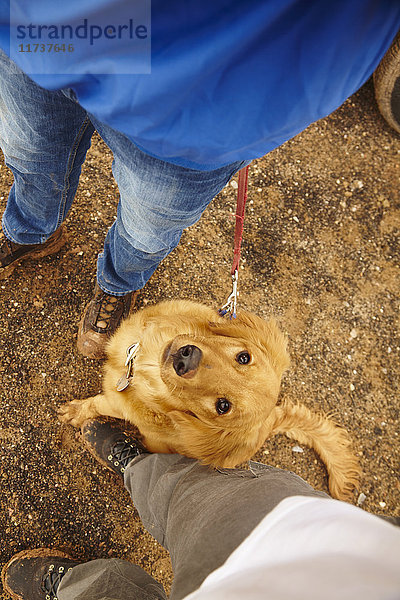 Draufsicht auf Hund und Beine auf Schotterstraße stehend