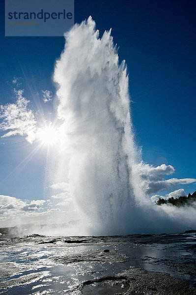 Eruptierender Geysir  Haukadalur  Island