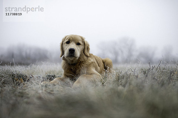 Blick auf den Golden Retriever  der am frostigen Morgen im Feld liegt und in die Kamera schaut.