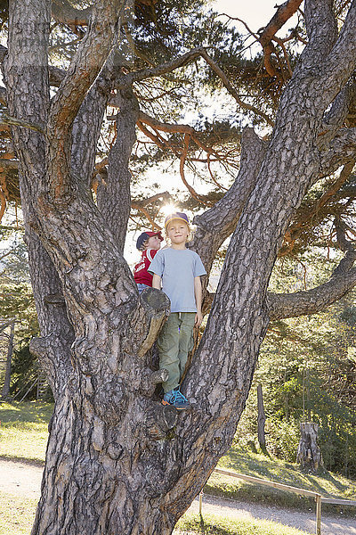 Zwei Brüder spielen im Baum