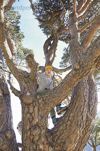 Junge sitzt im Baum  niedriger Blickwinkel