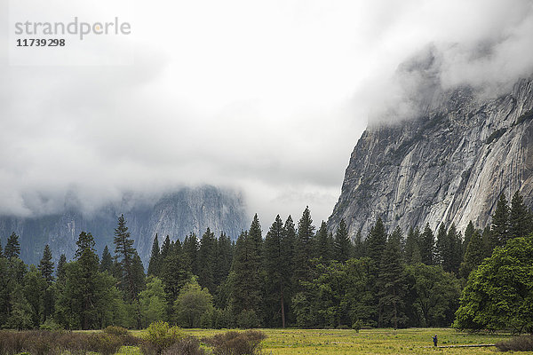 Blick auf Wald und neblige Berge  Yosemite National Park  Kalifornien  USA