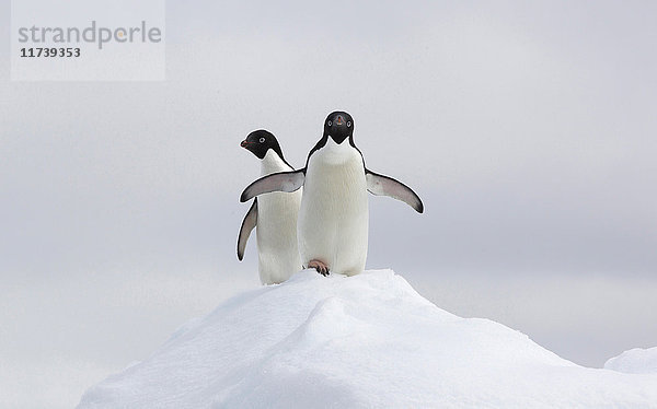 Adelie-Pinguine auf Eisscholle im Südpolarmeer  180 Meilen nördlich der Ostantarktis  Antarktis