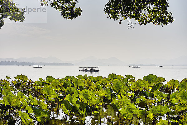 Blick auf Wasserpflanzen und silhouettiertes Fischerboot auf dem Westlake  Hangzhou  China