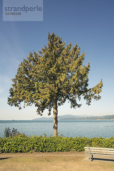 Baum gegen blauen Himmel  Vancouver  Britisch-Kolumbien  Kanada