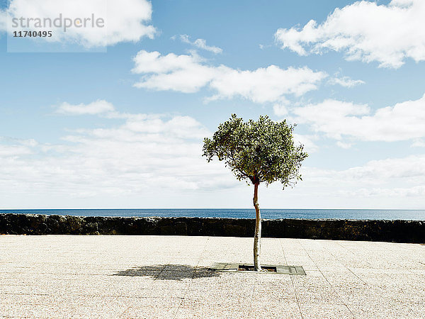 Baum auf Lanzarote  Spanien