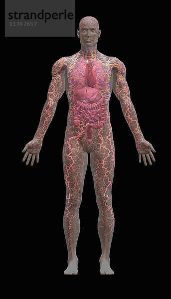 Transparenter männlicher menschlicher Körper  der innere Organe zeigt