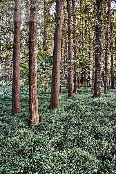 Bäume im Park  Westlake  Hangzhou  China