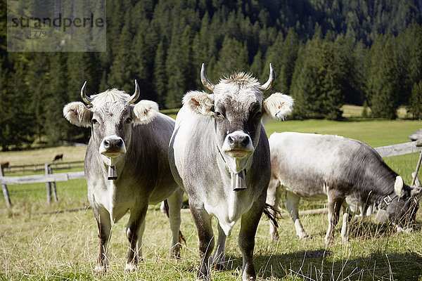 Porträt von Kühen mit Kuhglocken im Tal  Ehrwald  Tirol  Österreich