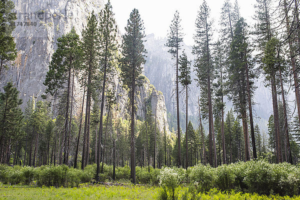 Blick auf Wald und Berg  Yosemite National Park  Kalifornien  USA