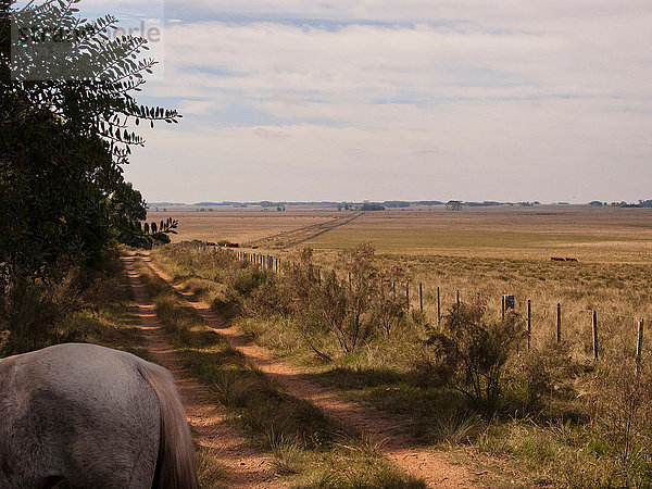Criollo-Pferd auf Feldweg  Uruguay