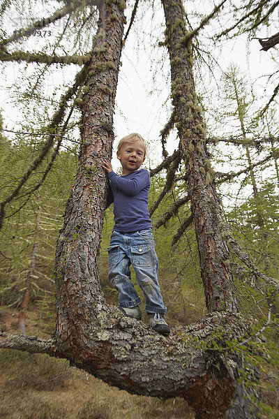 Bildnis eines auf einem Baum stehenden Jungen