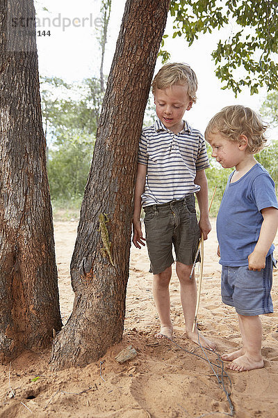 Zwei Jungen beobachten Chamäleon beim Baumklettern