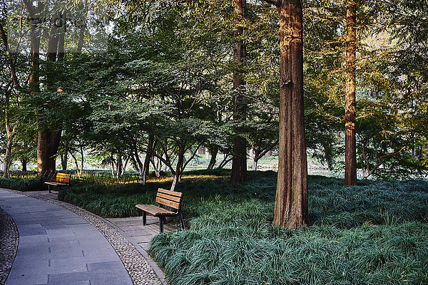 Bäume und Parkbänke  Westlake  Hangzhou  China