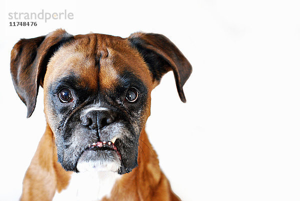 Boxerhund  Porträt vor weissem Hintergrund