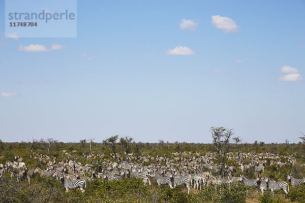 Zebraherde  Nxai-Pan-Nationalpark  Kalahari-Wüste  Afrika
