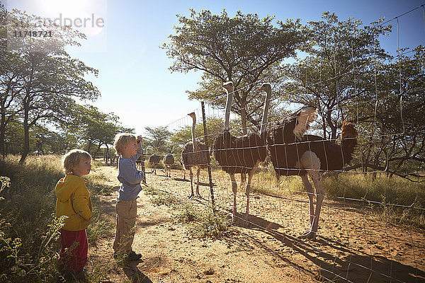 Jungen betrachten Straussenherde  Harnas Wildlife Foundation  Namibia