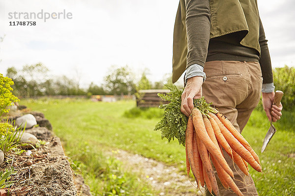 Ältere Frau im Freien  Gartenarbeit  hält Kelle und Karottenbüschel  Rückansicht  Mittelteil