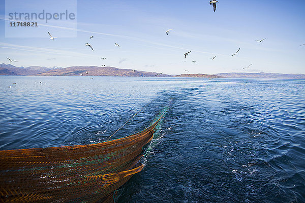 Möwen nach Trawler  Isle of Skye  Schottland