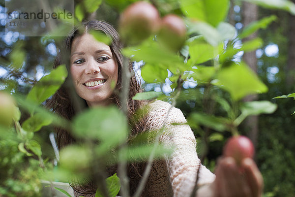 Junge Frau pflückt Äpfel im Garten