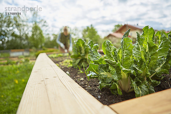 Reife Frau  im Freien  Gartenarbeit  Schwerpunkt Pflanzen