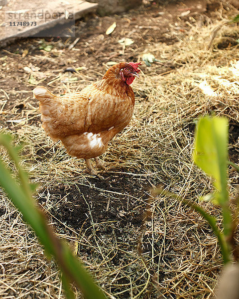 Auf Strohgras stehende Henne auf Biobauernhof