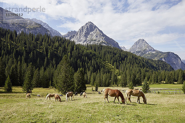 Im Tal weidende Pferdeherde  Ehrwald  Tirol  Österreich