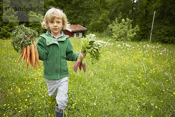 Porträt eines Jungen  der Karottenbündel durch den Garten trägt