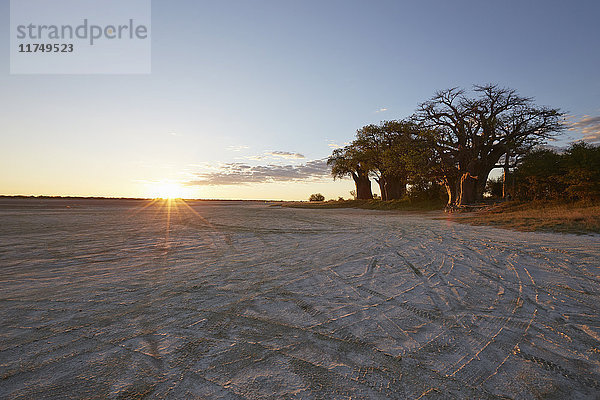 Nxai-Pan-Nationalpark bei Sonnenuntergang  Kalahari-Wüste  Afrika