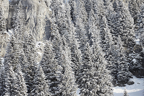 Hochwinkelansicht eines schneebedeckten Bergwaldes  Brauneck  Lengries  Bayern  Deutschland