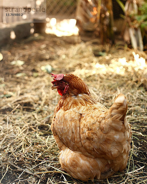 Auf Strohgras sitzende Henne auf Biobauernhof