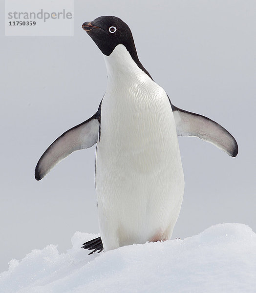 Adelie-Pinguin-Pinguin-Eisscholle im Südpolarmeer  180 Meilen nördlich der Ostantarktis  Antarktis
