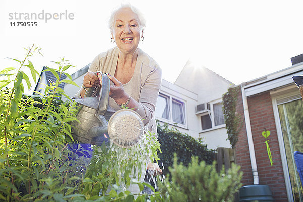 Ältere Frau im Garten  gießt Pflanzen