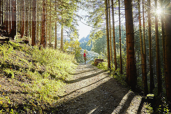 Wandern im Wald  Tegelberg  Füssen  Allgäu  Deutschland