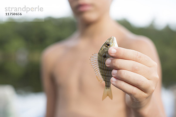 Porträt eines Jungen  der einen Pinfisch hochhält  Shalimar  Florida  USA