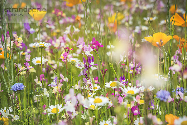 Blumenwiese  Waldenau  Kreis Pinneberg  Schleswig-Holstein  Deutschland  Europa