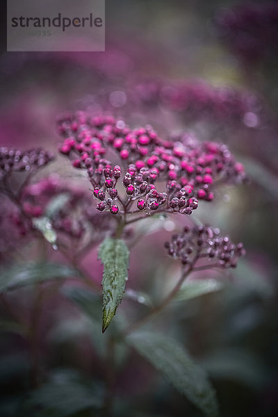 Japanisches Mädesüß  spiraea japonica  Schleswig-Holstein  Deutschland  Europa