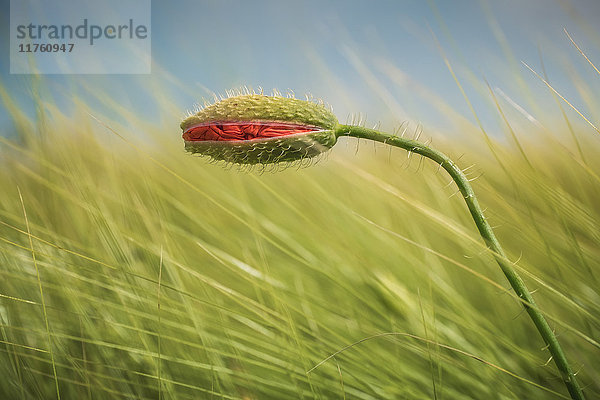 Mohn auf Gerstenfeld  Mecklenburg-Vorpommern  Deutschland  Europa