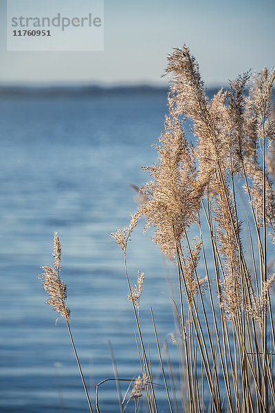 Schilf  Duemmer See  Landkreis Diepholz  Niedersachsen  Deutschland  Europa