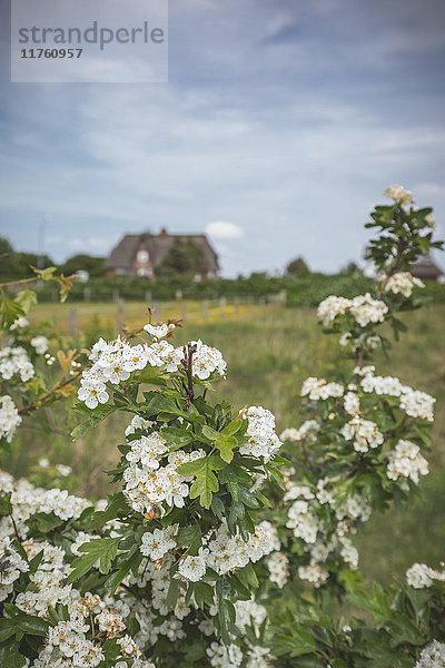 Blühender Weißdorn  Wenningstedt-Braderup  Sylt  Schleswig-Holstein  Deutschland  Europa