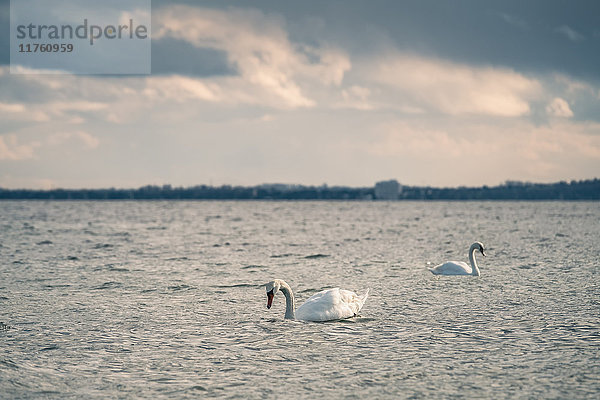 Zwei Schwäne  Ostsee  Schleswig-Holstein  Deutschland  Europa